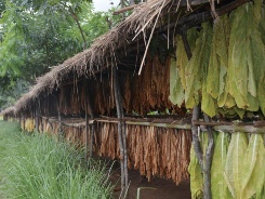 マラウィでは葉たばこの乾燥に、等間隔で植え育てた木を使う「ライブ・バーン」という新手法を導入し、農家の自然環境改善と生産効率向上につなげた