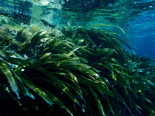 北海道の海に生息するコンブ。浅海生態系はブルーカーボンの宝庫<br><span class="fontSizeS">（写真：マリンプレスジャパン/ アフロ）</span>