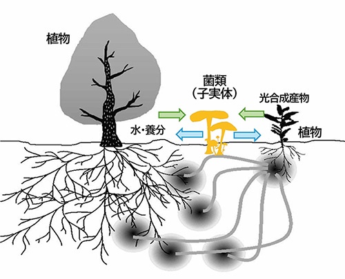 ■ 植物と真菌の共生関係のイメージ
