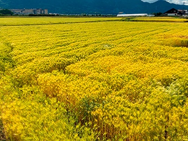 麦の茎を乾燥、切断して作る麦わらストロー(左)。麦の種類や産地によって色合いや太さ、長さが異なる「ふぞろい」な点が特徴だ。麦わらストローの原料となる大麦畑(右)<br><span class="fontSizeS">(写真:大麦倶楽部(左)、アサヒグループホールディングス(右))</span>