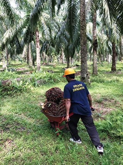 インドネシアの小規模パーム農園。花王は約10年かけて約5000件を支援する<br><span class="fontSizeS">（写真：花王）</span>