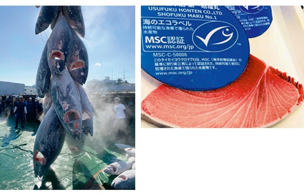 臼福本店は世界で初めて、タイセイヨウクロマグロでMSC漁業認証を取得した。マグロ1匹ごとに来歴を示す電子タグも付けて出荷している<br><span class="fontSizeS">（写真：臼福本店）</span>