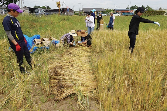 宮城県東松島市での「希望の大麦プロジェクト」による大麦畑での作業風景。地ビールの原料としてもまた、人々をつなぐ役割を果たしている<br><span class="fontSizeS">(写真提供:アサヒグループホールディングス)</span>