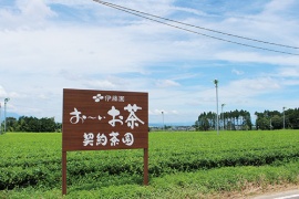 ■ 茶産地育成事業の茶畑