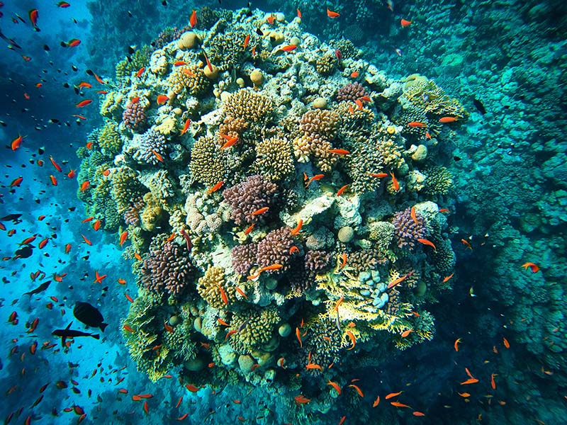 COP16を機に学ぶ、イチから始めるTNFD開示 花王グループの事例