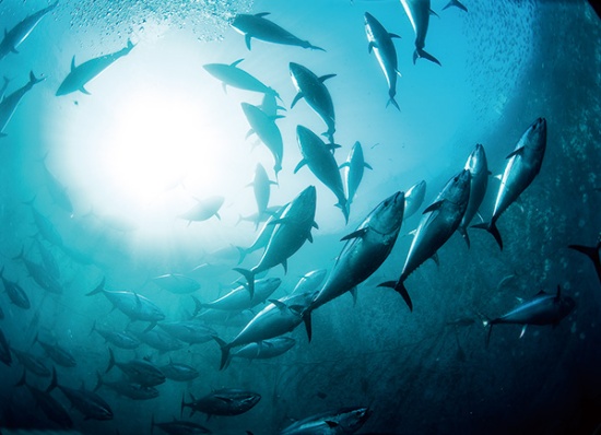 マルハニチロは完全養殖クロマグロを量産、海の生態系保全に貢献している<br><span class="fontSizeS">(写真提供:マルハニチロ)</span>