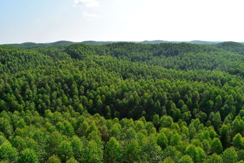 Working to preserve invaluable forests (panoramic view of Indonesian forest)