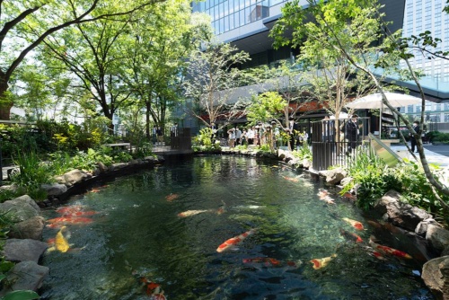 Tokyo Torch, introducing the Charm of rural Japan to the world, is located near Tokyo Station. The plaza pond located there is home to Nishiki-Koi carp from Ojiya, Niigata