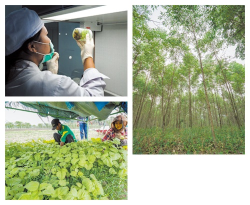 植林するユーカリは最もよい木の細胞を細胞培養法でクローン栽培する(左上)、ユーカリは年間5m伸びるので5〜6年後に伐採する(右)、総合森林農業システムの支援を受けてアブラヤシの栽培から野菜の栽培に転換したスマトラ島の農家(左下)<span class="fontSizeS">(写真:長谷川 周人)</span>