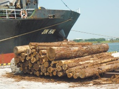 <b>生物多様性に寄与する間伐材利用</b><br>年間約15万m3の間伐材を中国や台湾などに販売。木材価格の底上げや雇用の確保を通じた地域経済の活性化に寄与するだけでなく、森林による二酸化炭素吸収促進にも貢献している