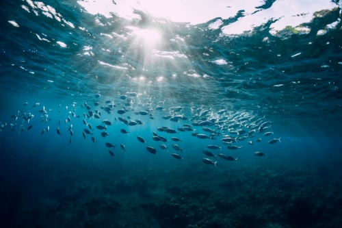 全ての企業は自然に依存している。依存する生物資源に危機的状況が発生した場合に、財務にどのような影響が及ぶかについて企業は把握し、開示することが求められる（写真＝artifirsov/stock.adobe.com）