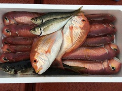 萩大島船団丸では、萩沖の日本海で獲れた魚を漁獲後にすぐに活け締めし鮮魚を箱詰めにして「鮮魚BOX」として発送する（写真提供：坪内知佳）