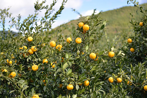 第1回 高知県北川村――ゆず生産効率化とブランド力向上で若者を呼び戻す