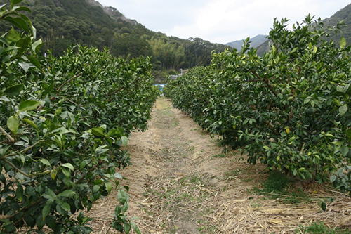 第1回 高知県北川村 ゆず生産効率化とブランド力向上で若者を呼び戻す 新 公民連携最前線 Pppまちづくり