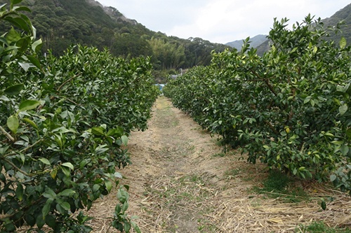 第1回 高知県北川村 ゆず生産効率化とブランド力向上で若者を呼び戻す 新 公民連携最前線 Pppまちづくり 第1回 高知県北川村 ゆず生産効率化とブランド力向上で若者を呼び戻す 新 公民連携最前線 Pppまちづくり