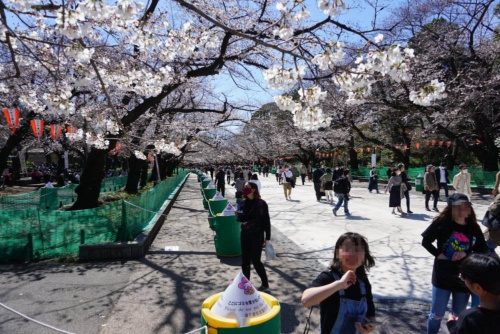 2020年3月20日に撮影した上野公園の様子。「3つの密」を防ぎつつ、飲食を伴わない花見を楽しめるような工夫がなされていた（写真：町田 誠）