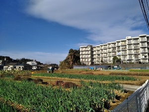 写真3●都市農地のイメージ