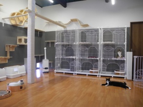 市が事業者に地域のキーパーソンを仲介 犬猫タウン前橋 がオープン 新 公民連携最前線 Pppまちづくり 市が事業者に地域のキーパーソンを仲介 犬猫タウン前橋 がオープン 新 公民連携最前線 Pppまちづくり