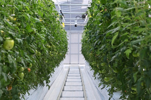 フルコントールされたハウス内でトマトが栽培されている（写真：長坂 邦宏）