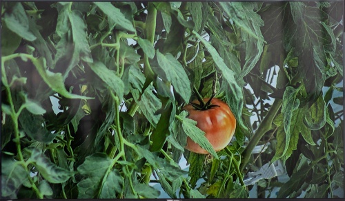 研究所のモニターに映し出されたトマトの様子（モニター映像を撮影）（写真：長坂 邦宏）