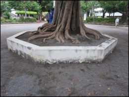リニューアル前のシンボルツリーの根元部分（上り屋敷公園 写真：豊島区）