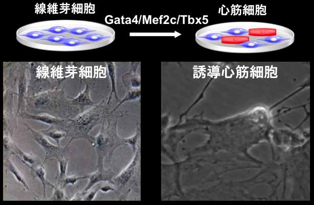 2021年3月29日リリース いのちを担う心臓が拍動し続けることができる理由の一端を心筋細胞を使って証明 2020年度 プレスリリース一覧 プレスリリース 広報 社会連携 大学案内 国立大学法人 東京農工大学