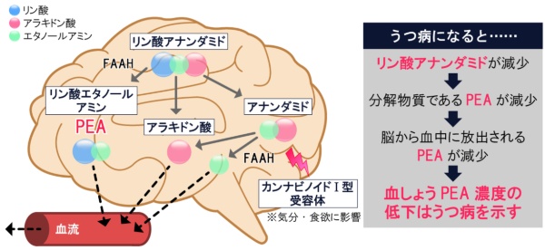 図2●脳内でPEAが作られるプロセス