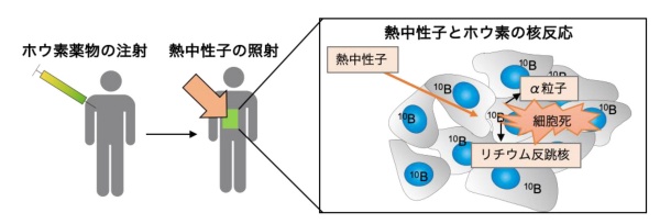<b>図1●ホウ素中性子捕捉療法（BNCT）の原理 </b>ホウ素と熱中性子が核反応を起こし、細胞傷害性の高いα粒子とリチウム反跳核を産生する。これらの粒子ががん細胞に致命的な傷害を与える。（出所：2020年1月20日付 東京工業大学他プレスリリース、図2とも）