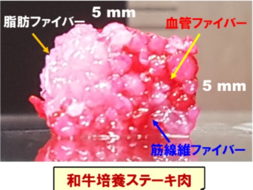 筋・脂肪・血管ファイバーを統合した培養肉。およそ5mm角の大きさ(出所:大阪大学)