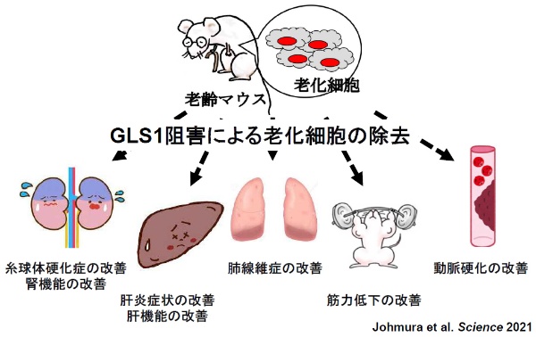 図1●GLS1阻害剤による老化・老年病の改善