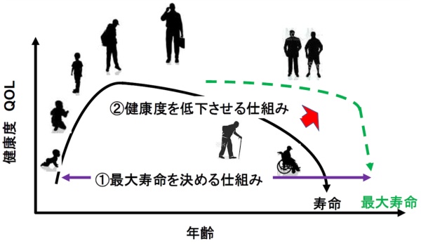 図3●老化を制御する2つの仕組み