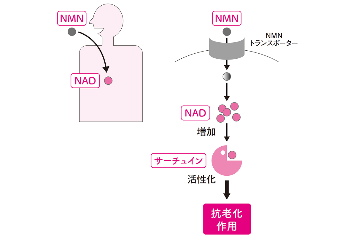 図1●NMNが老化制御に作用する仕組み