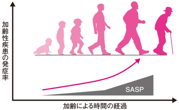 図１●年齢とSASP・加齢性疾患の発生率（イメージ）