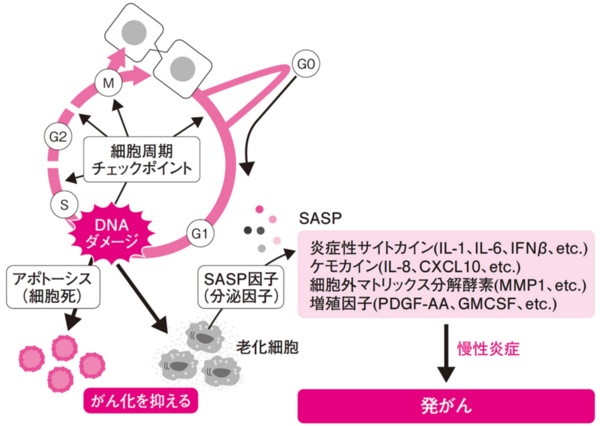 老化細胞(ゾンビ細胞)の謎が分かった新型コロナの重症化も若い人にも発生
