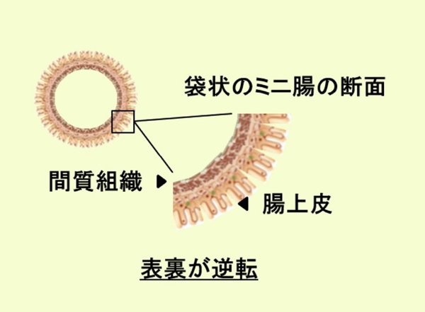 ミニ腸の構造模式図