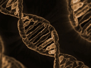 ゲノム編集技術応用食品