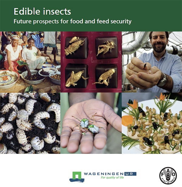 昆虫食の可能性を示した2013年のFAO報告書（出所：FAO）