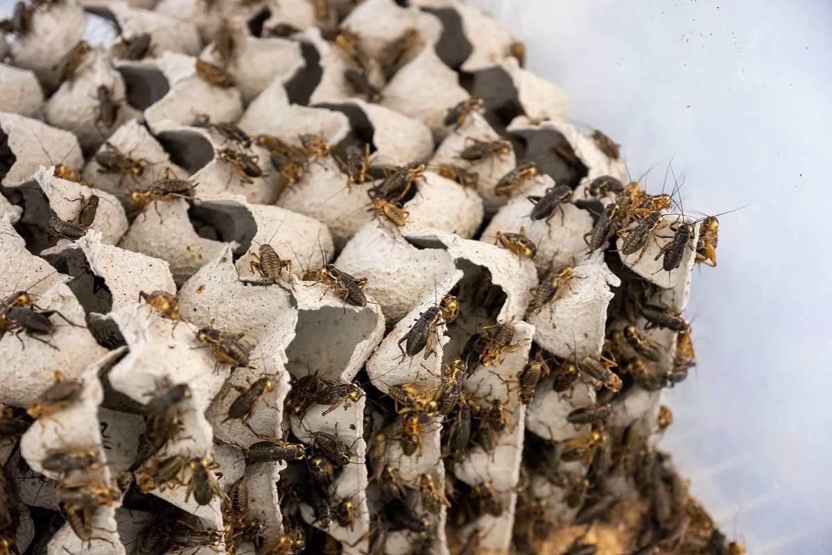 徳島大学発 食用コオロギのパイオニアがたんぱく質危機を救う ひとまち結び 徳島大学発 食用コオロギのパイオニアがたんぱく質危機を救う ひとまち結び