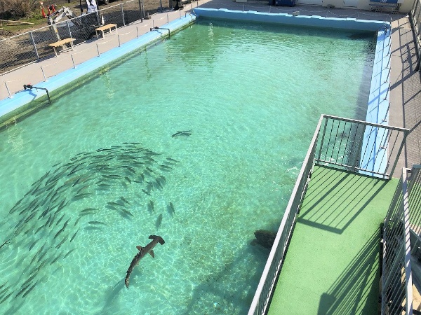 (写真提供:むろと廃校水族館)