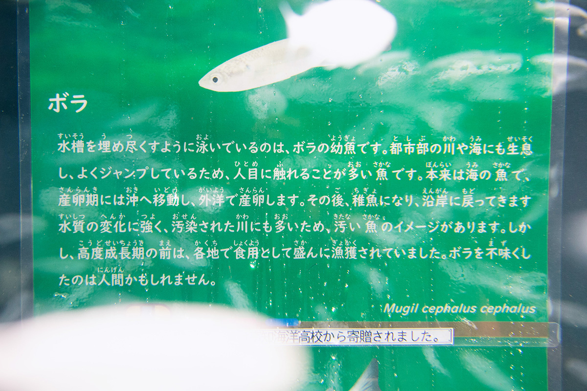 Vol 8 なぜ田舎の水族館に人が集まるのか 高知県 むろと廃校水族館に行ってみた 前編 3ページ目 ひとまち結び