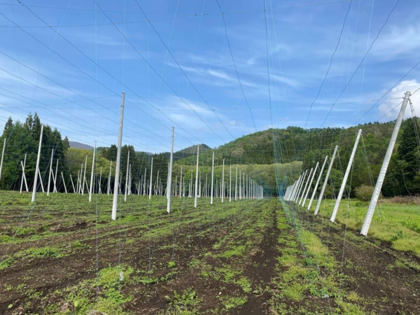 ドイツ式農法を導入したホップ畑（写真：BEER EXPERIENCE）