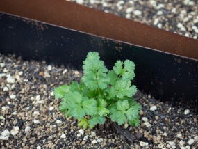 佐谷さんが筆者とカメラマンに無担保融資をしてくれたパクチーの種(左)と、パクチー銀行のビルのそばで育つパクチー(右)(写真:栗栖誠紀)