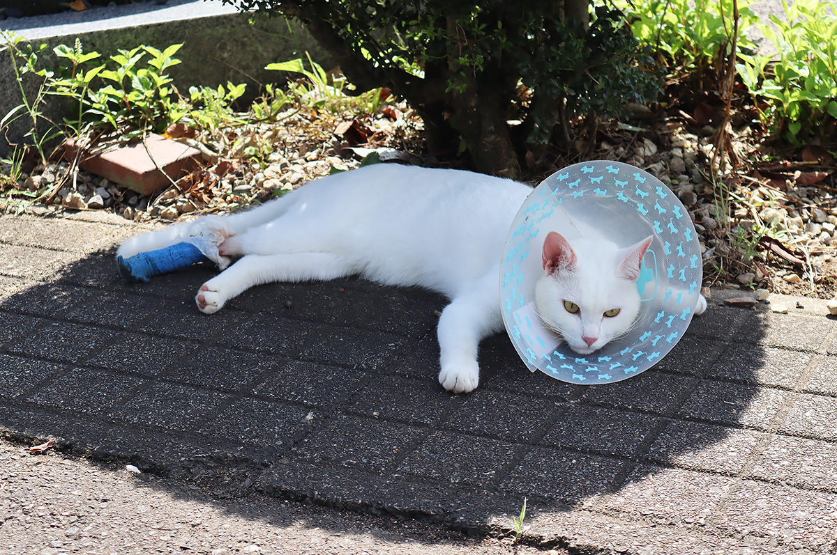 猫の縁を結び 猫が縁を結ぶ寺 越前 御誕生寺の譲渡会が再開 ひとまち結び