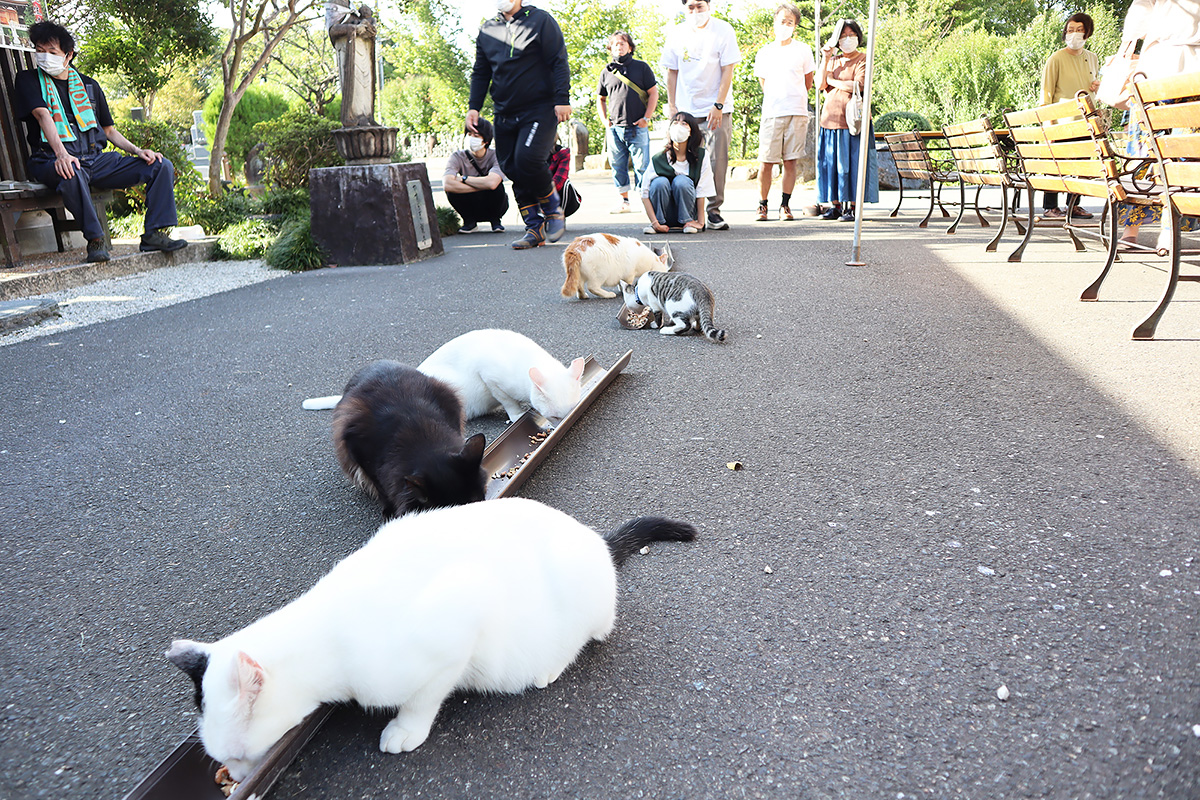 猫の縁を結び 猫が縁を結ぶ寺 越前 御誕生寺の譲渡会が再開 2ページ目 ひとまち結び