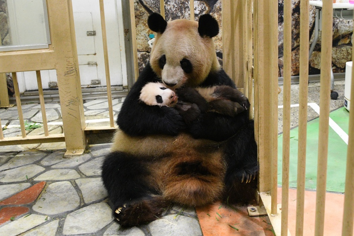和歌山 白浜の パンダでまちづくり 前編 パンダと竹のexpoでアートに触れる ひとまち結び 和歌山 白浜の パンダでまちづくり 前編 パンダと竹のexpoでアートに触れる ひとまち結び