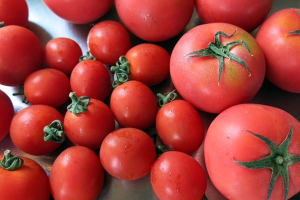 「アルマーニ / リストランテ」で、現在提供中の夏メニューに使用されている岐阜県・寺田農園のトマト。皮にハリがあるきれいなトマトだが、サイズが不ぞろいであるため、市場で販売できないという（写真：大塚千春）