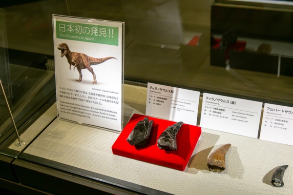 ティラノサウルス科の歯の化石