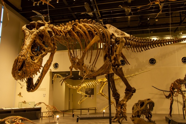 ティラノサウルス・レックス（愛称：トリックス）の全身骨格化石