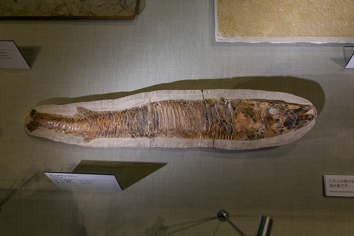 軍艦島を望む恐竜パークが長崎に誕生 ニッポン恐竜博物館行脚 その1 ひとまち結び 軍艦島を望む恐竜パークが長崎に誕生 ニッポン恐竜博物館行脚 その1 ひとまち結び