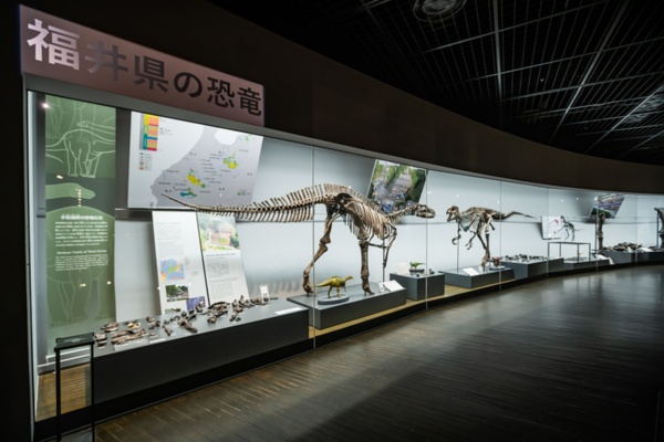 日本の恐竜時代がよくわかるように、福井県から発見された骨格に加え、国内で発見された恐竜化石なども展示されている（写真：浅野 功）